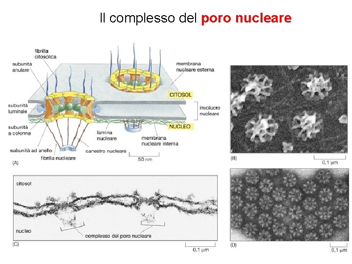 Il complesso del poro nucleare 