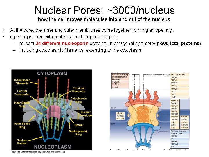 Nuclear Pores: ~3000/nucleus how the cell moves molecules into and out of the nucleus.