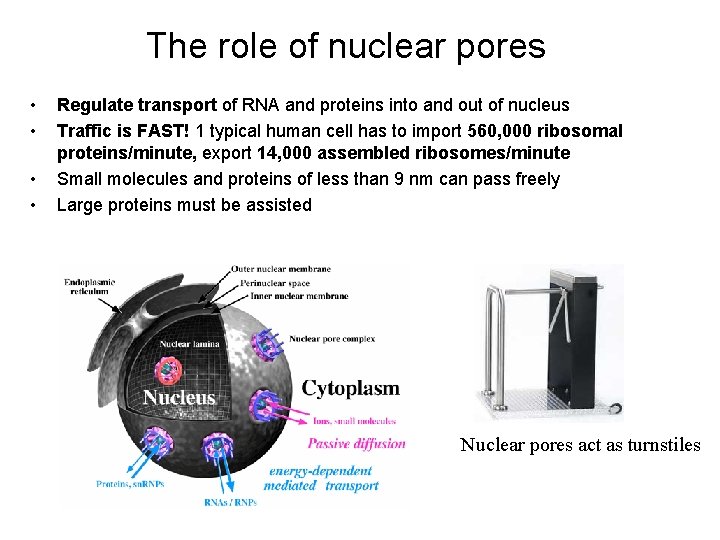 The role of nuclear pores • • Regulate transport of RNA and proteins into