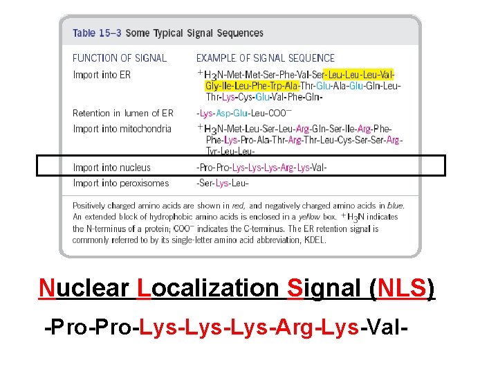 Nuclear Localization Signal (NLS) -Pro-Lys-Lys-Arg-Lys-Val- 