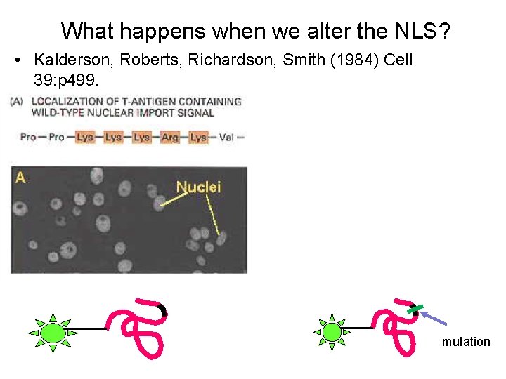 What happens when we alter the NLS? • Kalderson, Roberts, Richardson, Smith (1984) Cell
