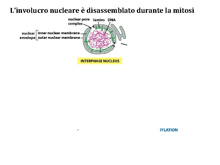 L’involucro nucleare è disassemblato durante la mitosi 