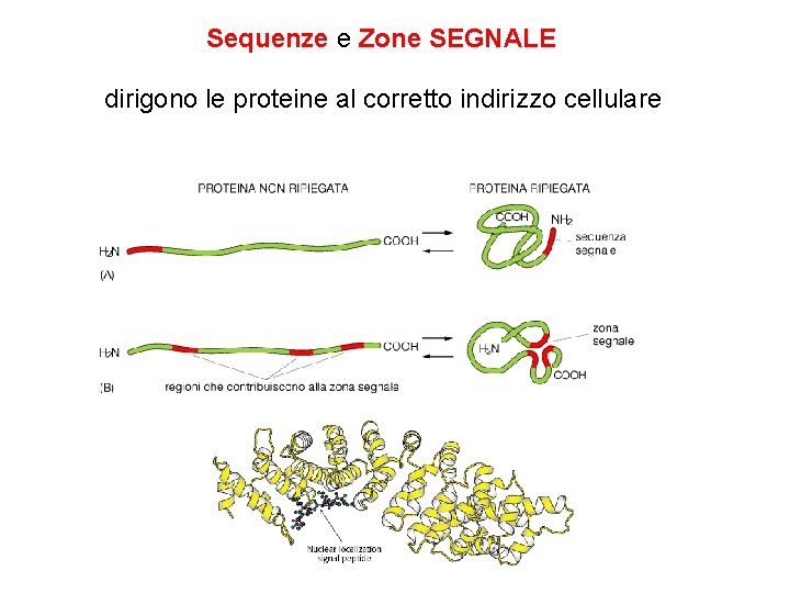 Sequenze e Zone SEGNALE dirigono le proteine al corretto indirizzo cellulare 