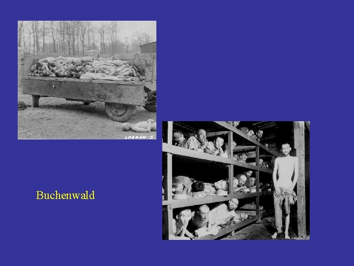 Buchenwald 