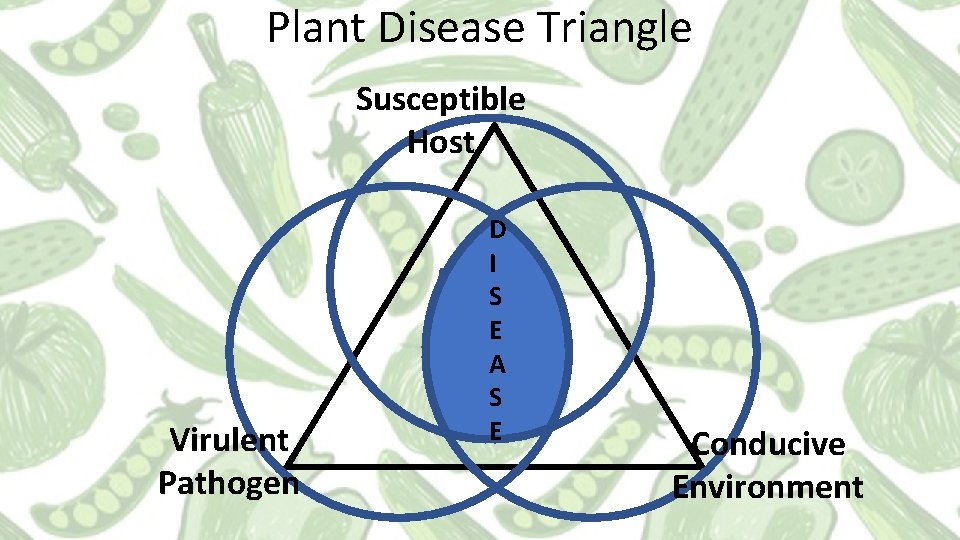 Plant Disease Triangle Susceptible Host Virulent Pathogen D I S E A S E