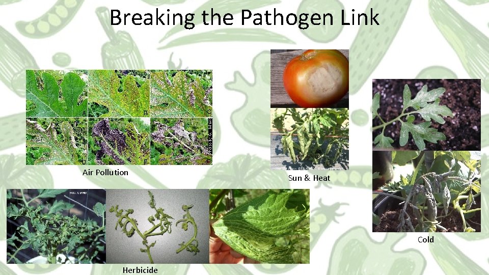 Breaking the Pathogen Link Air Pollution Sun & Heat Cold Herbicide 