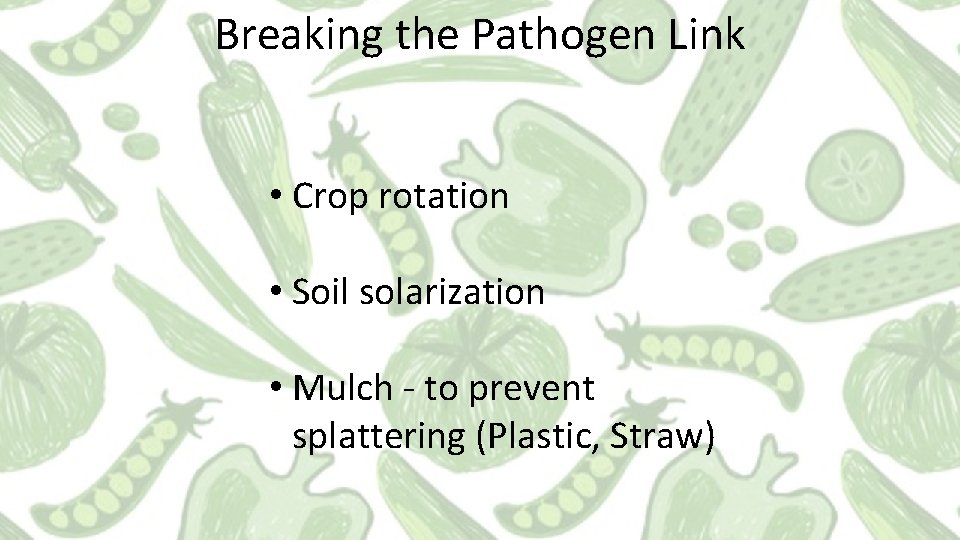 Breaking the Pathogen Link • Crop rotation • Soil solarization • Mulch - to