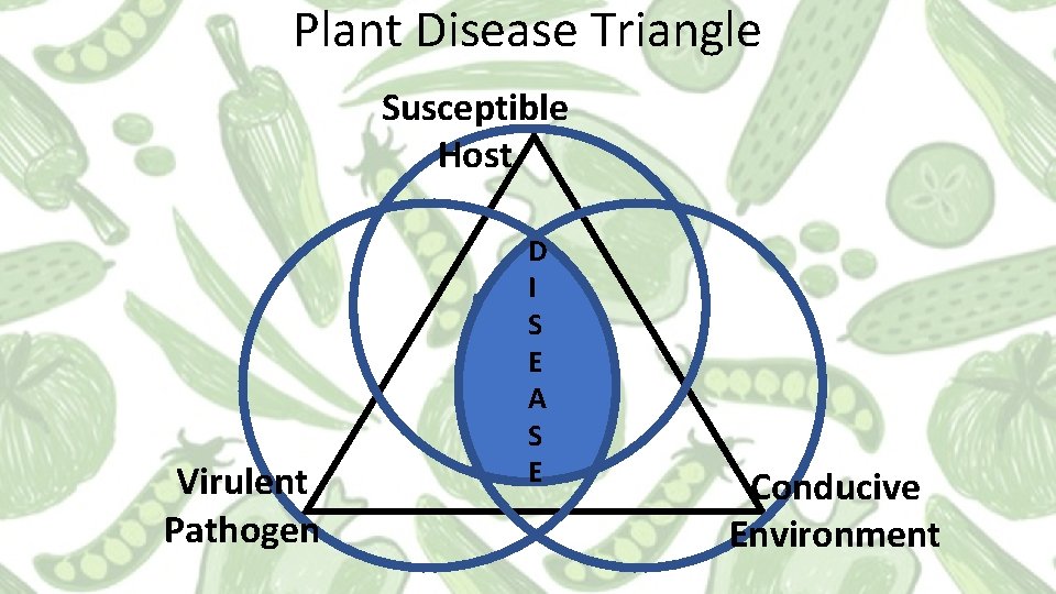 Plant Disease Triangle Susceptible Host Virulent Pathogen D I S E A S E