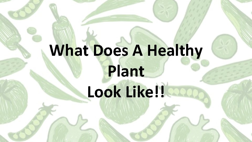What Does A Healthy Plant Look Like!! 