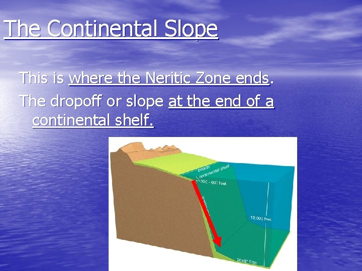 The Continental Slope This is where the Neritic Zone ends. The dropoff or slope