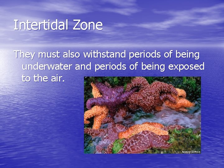 Intertidal Zone They must also withstand periods of being underwater and periods of being