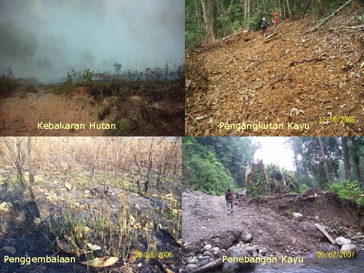 Kebakaran Hutan Penggembalaan Pengangkutan Kayu Penebangan Kayu 