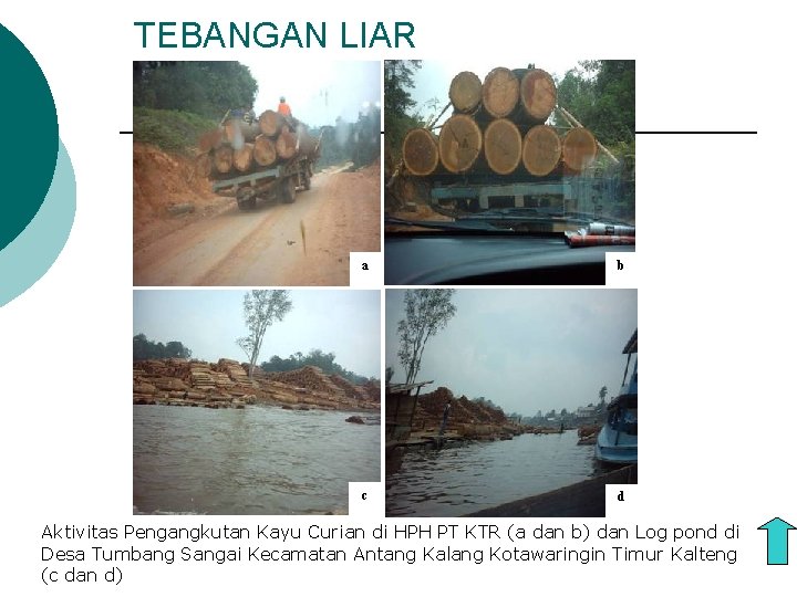 TEBANGAN LIAR a b c d Aktivitas Pengangkutan Kayu Curian di HPH PT KTR