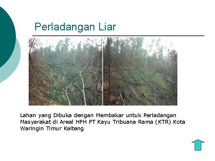 Perladangan Liar Lahan yang Dibuka dengan Membakar untuk Perladangan Masyarakat di Areal HPH PT