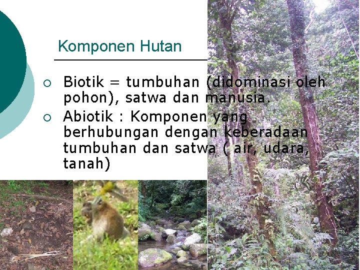 Komponen Hutan ¡ ¡ Biotik = tumbuhan (didominasi oleh pohon), satwa dan manusia. Abiotik