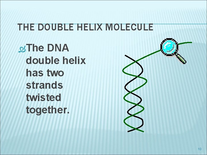THE DOUBLE HELIX MOLECULE The DNA double helix has two strands twisted together. 10