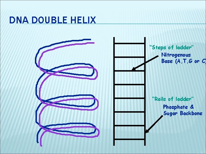 DNA DOUBLE HELIX “Steps of ladder” Nitrogenous Base (A, T, G or C) “Rails