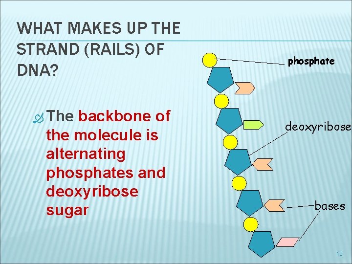 WHAT MAKES UP THE STRAND (RAILS) OF DNA? The backbone of the molecule is