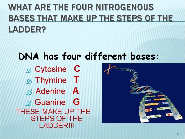 WHAT ARE THE FOUR NITROGENOUS BASES THAT MAKE UP THE STEPS OF THE LADDER?