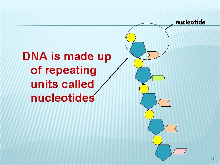nucleotide DNA is made up of repeating units called nucleotides 14 