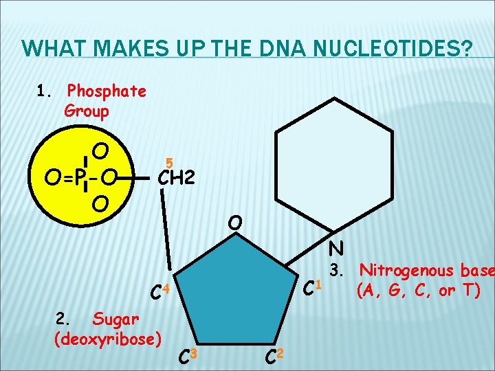 WHAT MAKES UP THE DNA NUCLEOTIDES? 1. Phosphate Group O O=P-O O 5 CH