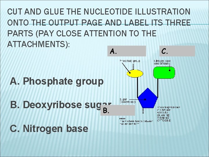 CUT AND GLUE THE NUCLEOTIDE ILLUSTRATION ONTO THE OUTPUT PAGE AND LABEL ITS THREE