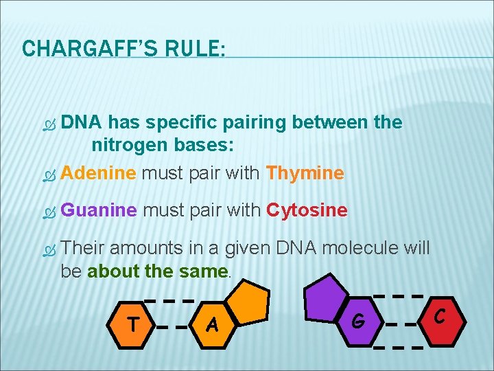 CHARGAFF’S RULE: DNA has specific pairing between the nitrogen bases: Adenine must pair with