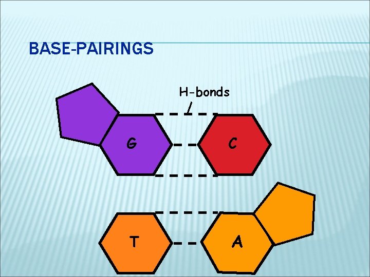 BASE-PAIRINGS H-bonds G C T A 