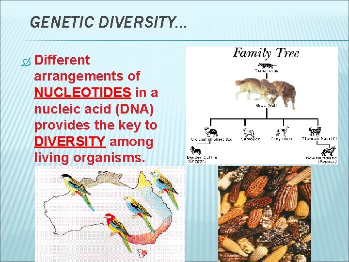 GENETIC DIVERSITY… Different arrangements of NUCLEOTIDES in a nucleic acid (DNA) provides the key