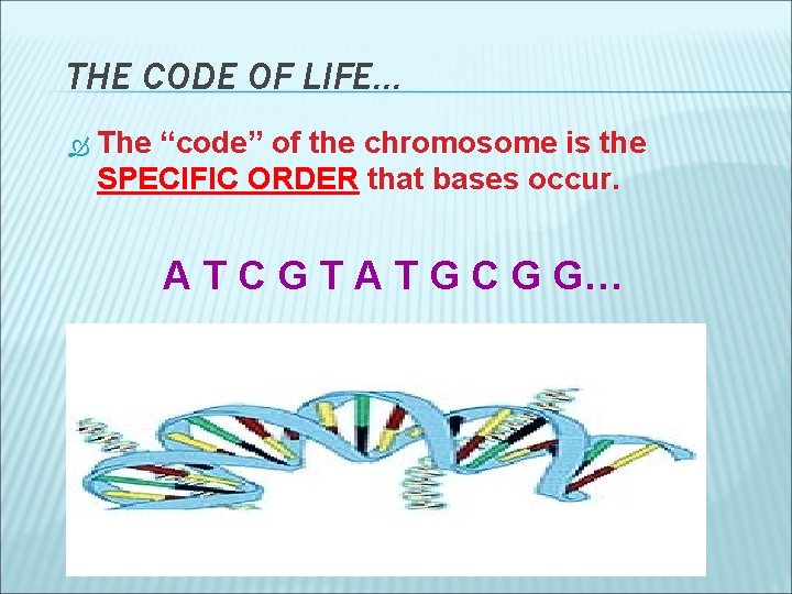 THE CODE OF LIFE… The “code” of the chromosome is the SPECIFIC ORDER that