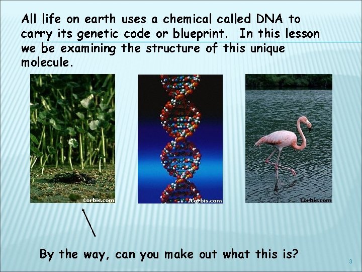 All life on earth uses a chemical called DNA to carry its genetic code