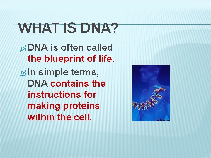 WHAT IS DNA? DNA is often called the blueprint of life. In simple terms,