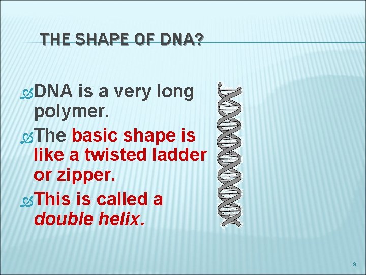 THE SHAPE OF DNA? DNA is a very long polymer. The basic shape is