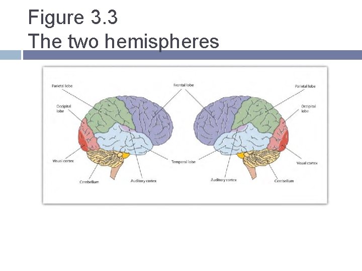 Figure 3. 3 The two hemispheres Figure 3. 3 The two hemispheres