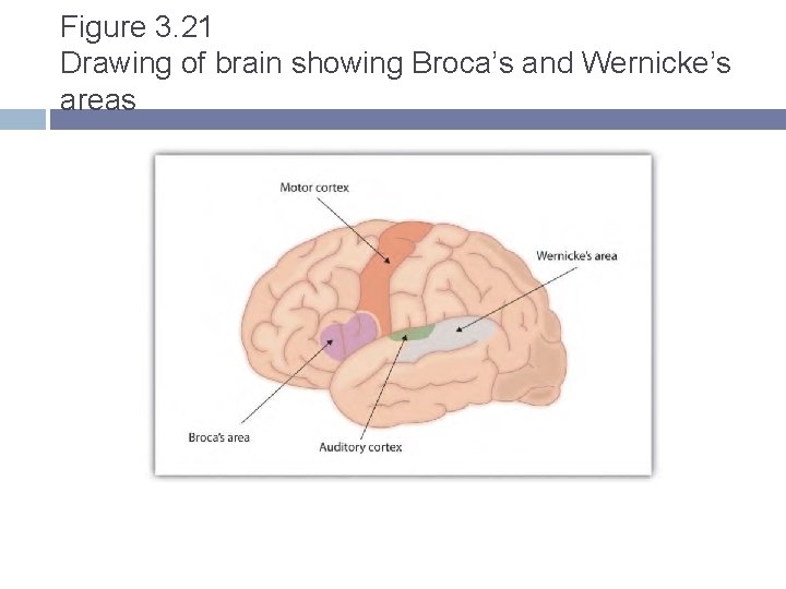 Figure 3. 21 Drawing of brain showing Broca’s and Wernicke’s areas Figure 3. 21 Drawing of brain showing Broca’s and Wernicke’s areas