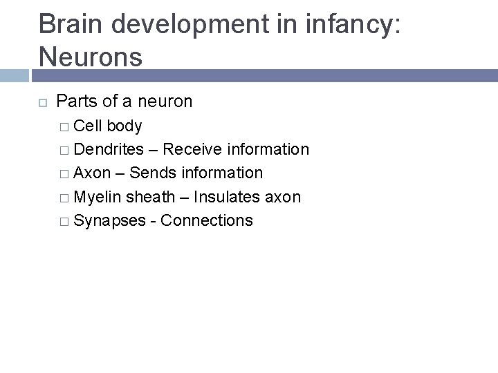 Brain development in infancy: Neurons Parts of a neuron � Cell body � Dendrites Brain development in infancy: Neurons Parts of a neuron � Cell body � Dendrites