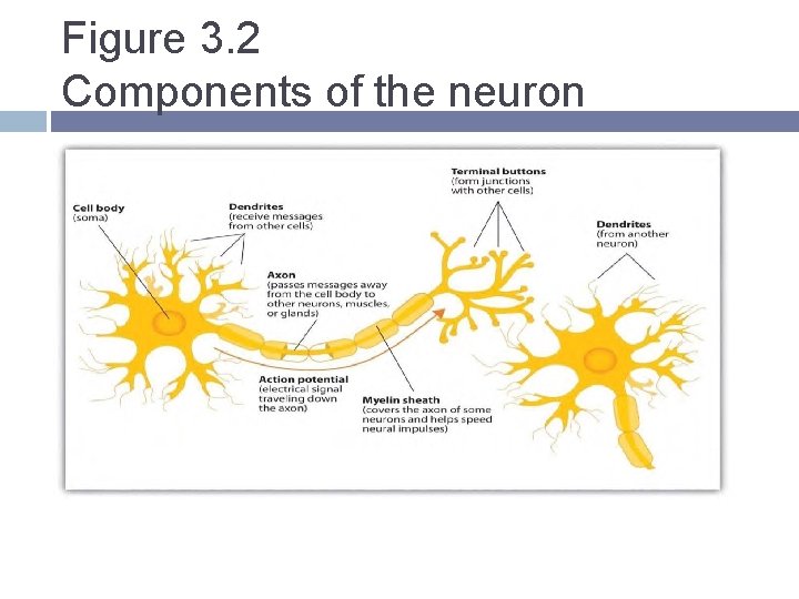 Figure 3. 2 Components of the neuron Figure 3. 2 Components of the neuron