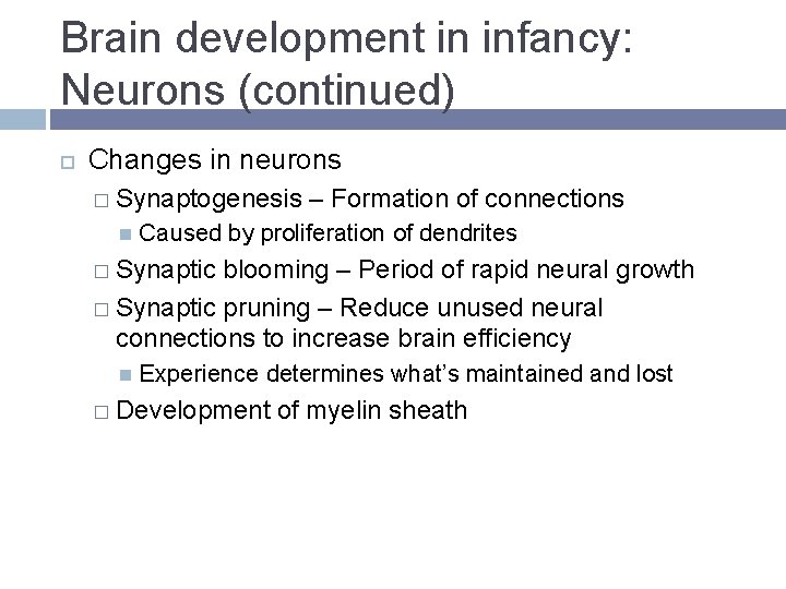 Brain development in infancy: Neurons (continued) Changes in neurons � Synaptogenesis – Formation of Brain development in infancy: Neurons (continued) Changes in neurons � Synaptogenesis – Formation of