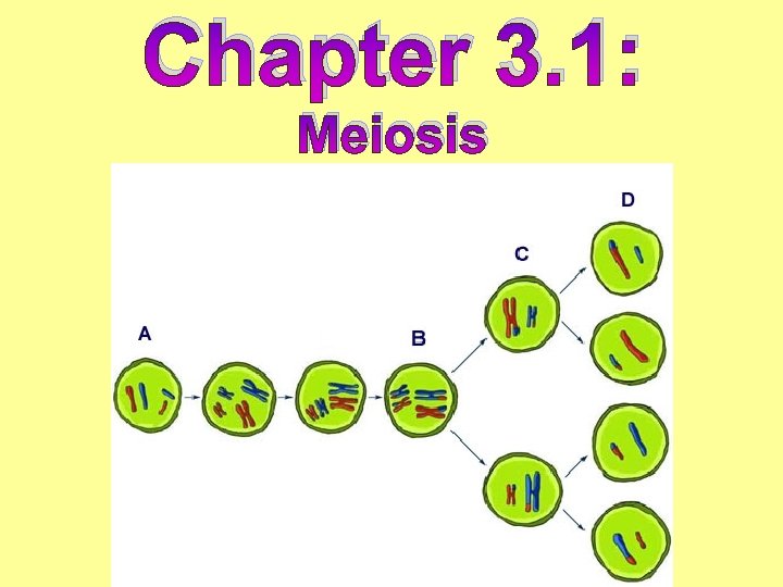 Chapter 3. 1: Meiosis 