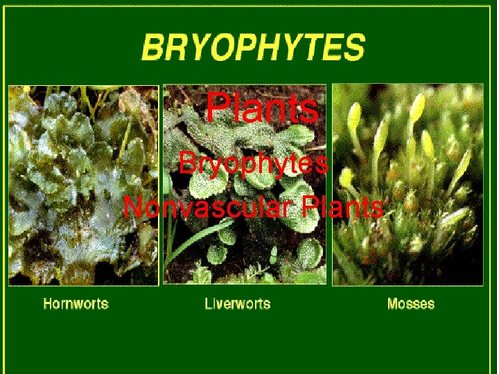 Plants Bryophytes Nonvascular Plants 