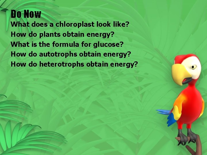Do Now What does a chloroplast look like? How do plants obtain energy? What