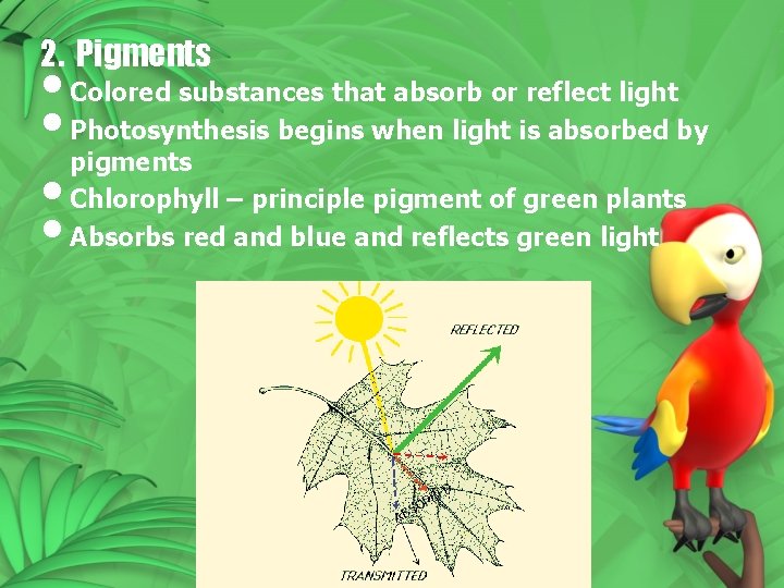 2. Pigments • Colored substances that absorb or reflect light • Photosynthesis begins when