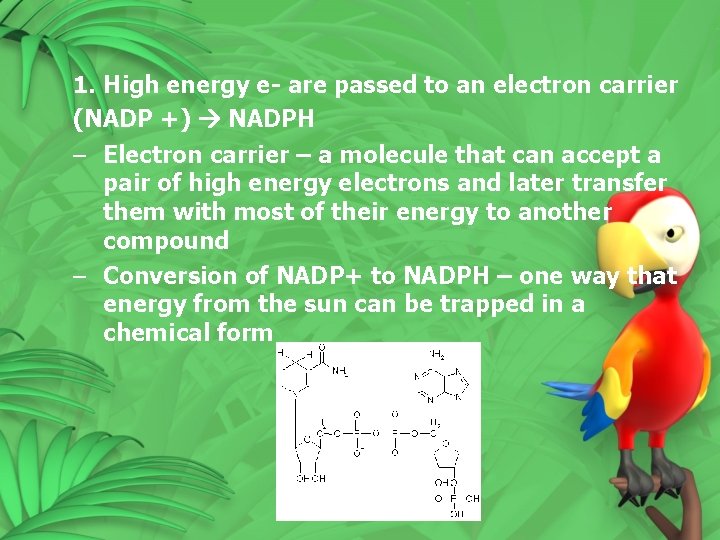 1. High energy e- are passed to an electron carrier (NADP +) NADPH –