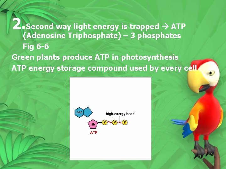2. Second way light energy is trapped ATP (Adenosine Triphosphate) – 3 phosphates Fig