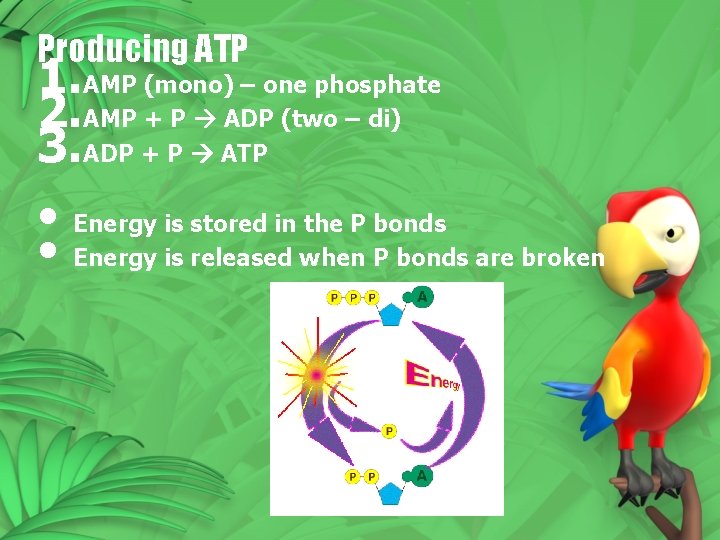 Producing ATP 1. AMP (mono) – one phosphate 2. AMP + P ADP (two