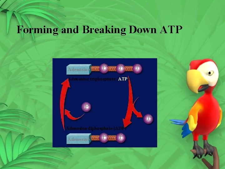 Forming and Breaking Down ATP Adenosine P P P Adenosine triphosphate (ATP) P P