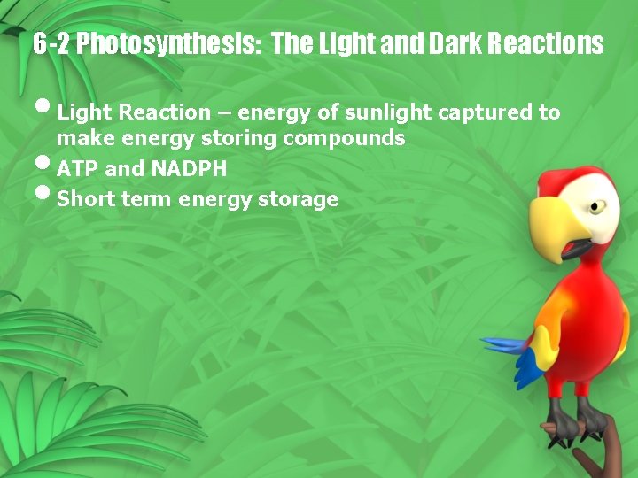 6 -2 Photosynthesis: The Light and Dark Reactions • Light Reaction – energy of