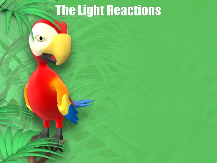 The Light Reactions 