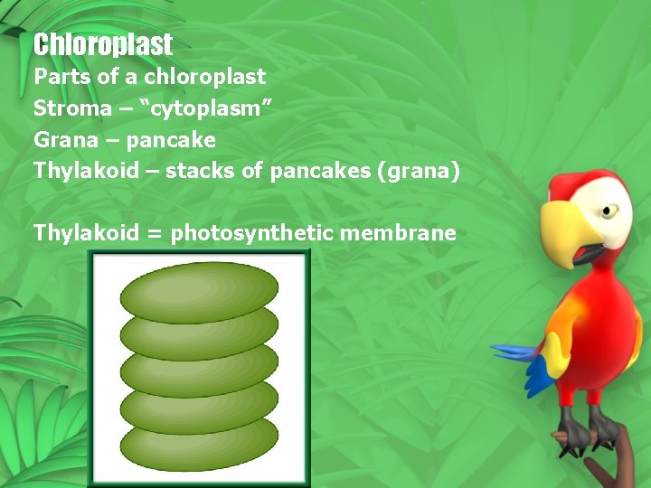 Chloroplast Parts of a chloroplast Stroma – “cytoplasm” Grana – pancake Thylakoid – stacks