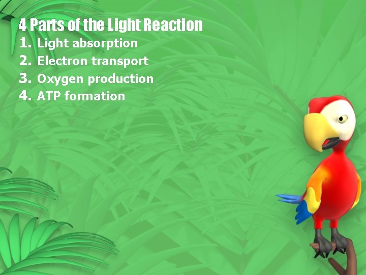 4 Parts of the Light Reaction 1. 2. 3. 4. Light absorption Electron transport